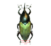 Paratasis elegans (Malaysia)